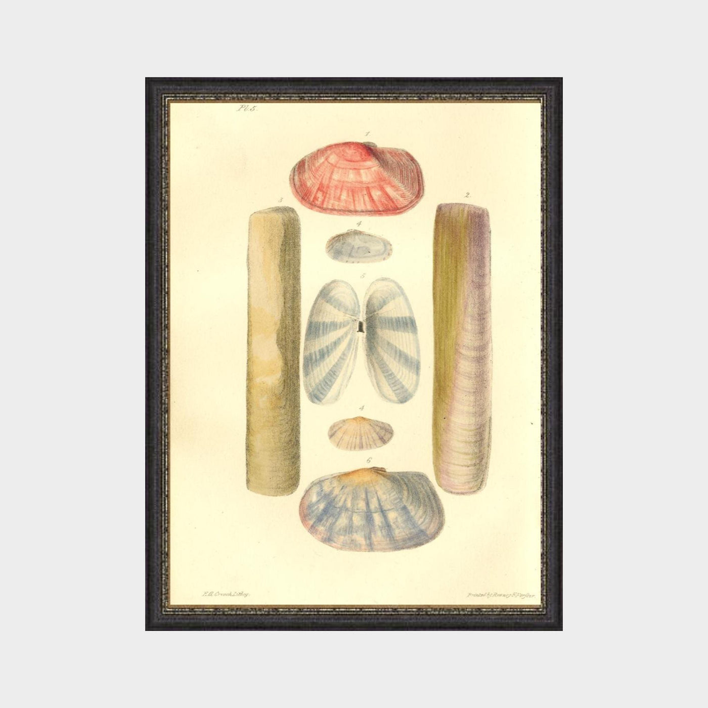 Shells by John Mawe (1764 - 1829)