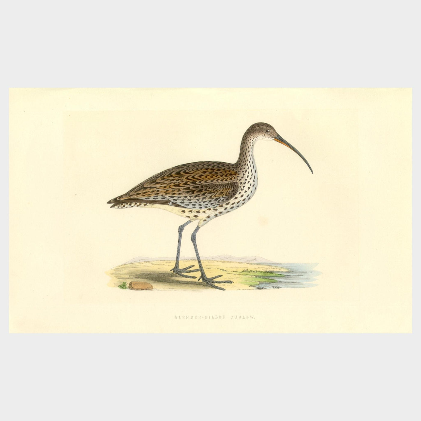 Waders by Charles Robert Bree (1811 - 1886)