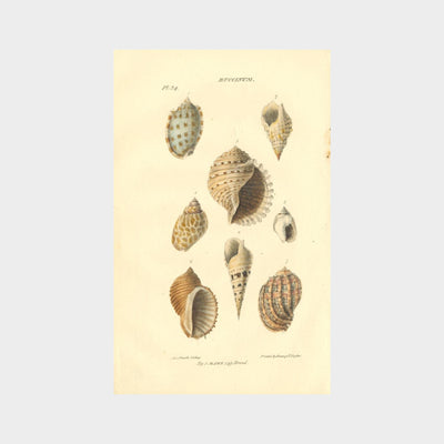 Shells by John Mawe (1764 - 1829)