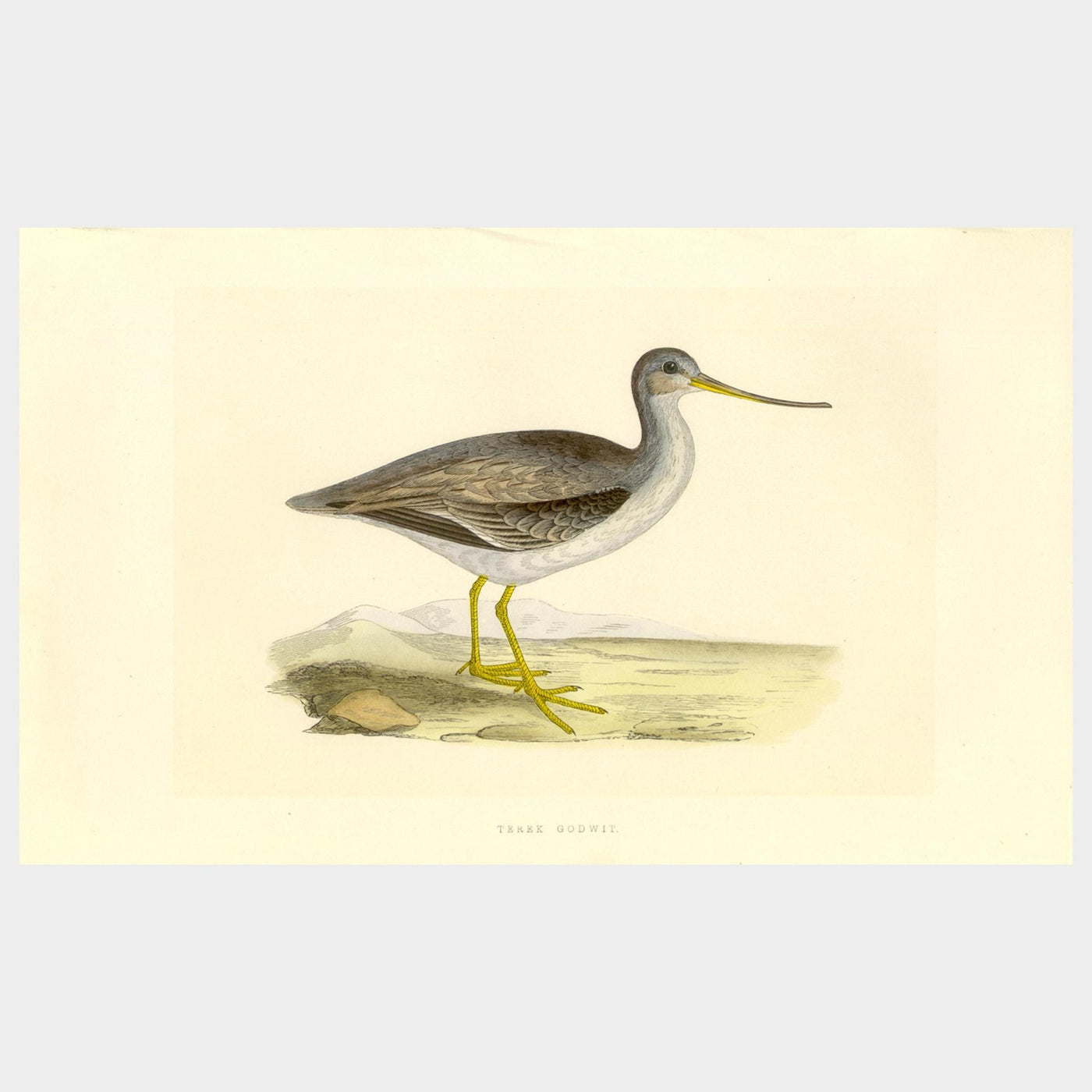 Waders by Charles Robert Bree (1811 - 1886)