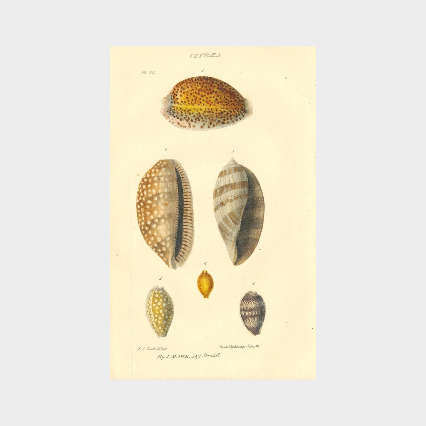 Shells by John Mawe (1764 - 1829)