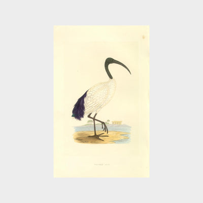 Large Water Birds by Charles Robert Bree (1811 - 1886)