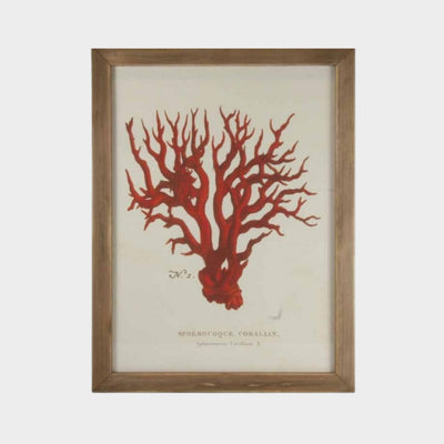 Red Coral Vintage Print