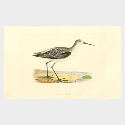 Waders by Charles Robert Bree (1811 - 1886)