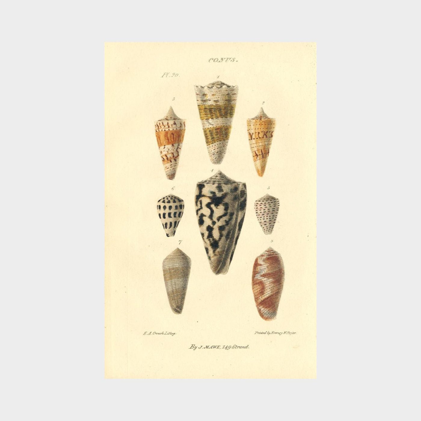 Shells by John Mawe (1764 - 1829)