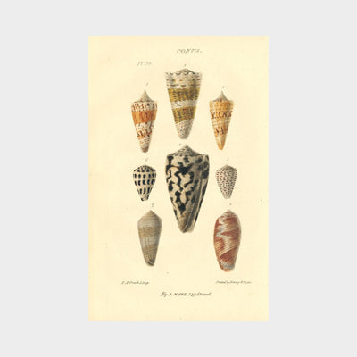 Shells by John Mawe (1764 - 1829)