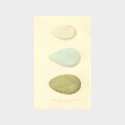 Eggs by Charles Robert Bree (1811-1886)