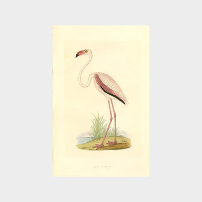 Large Water Birds by Charles Robert Bree (1811 - 1886)