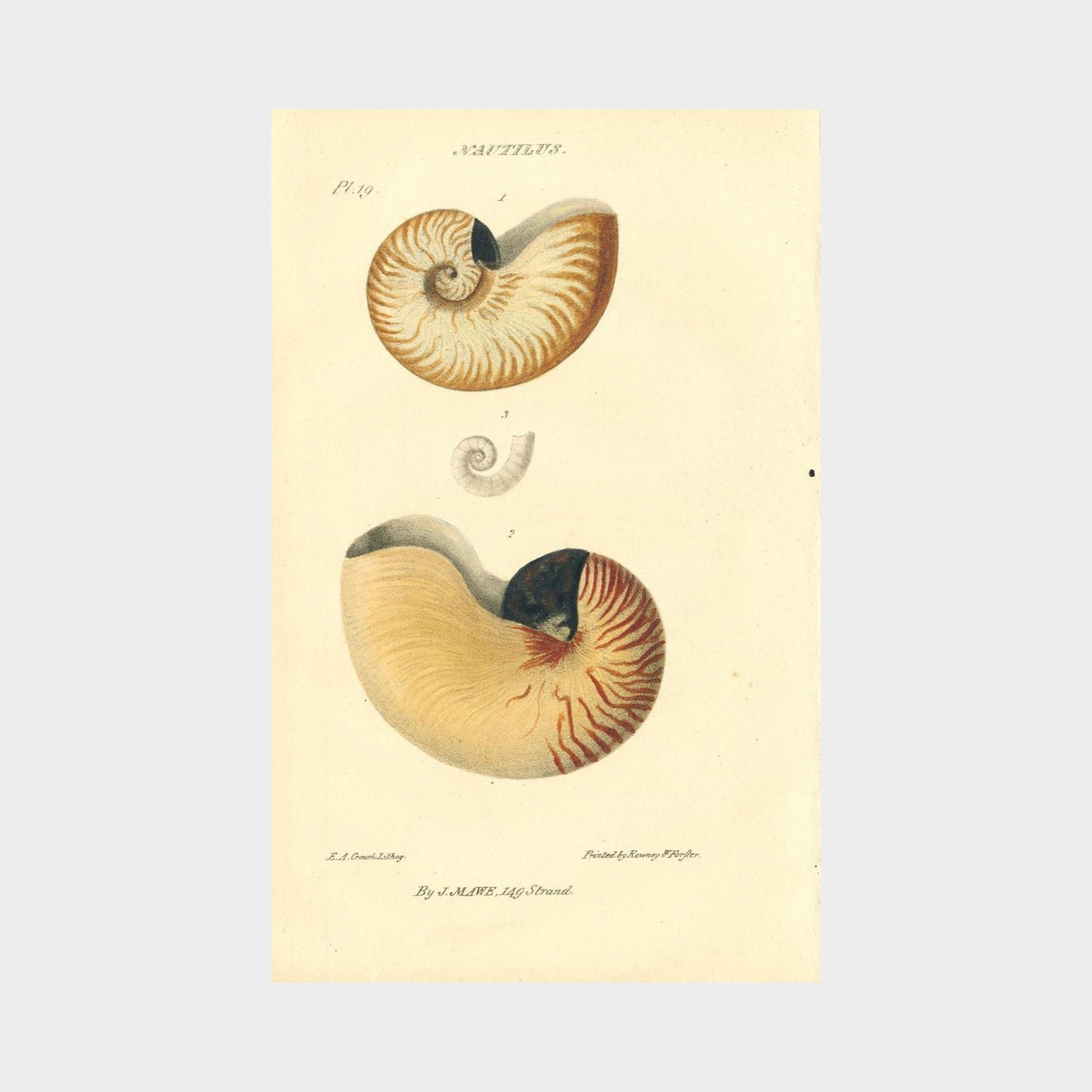 Shells by John Mawe (1764 - 1829)