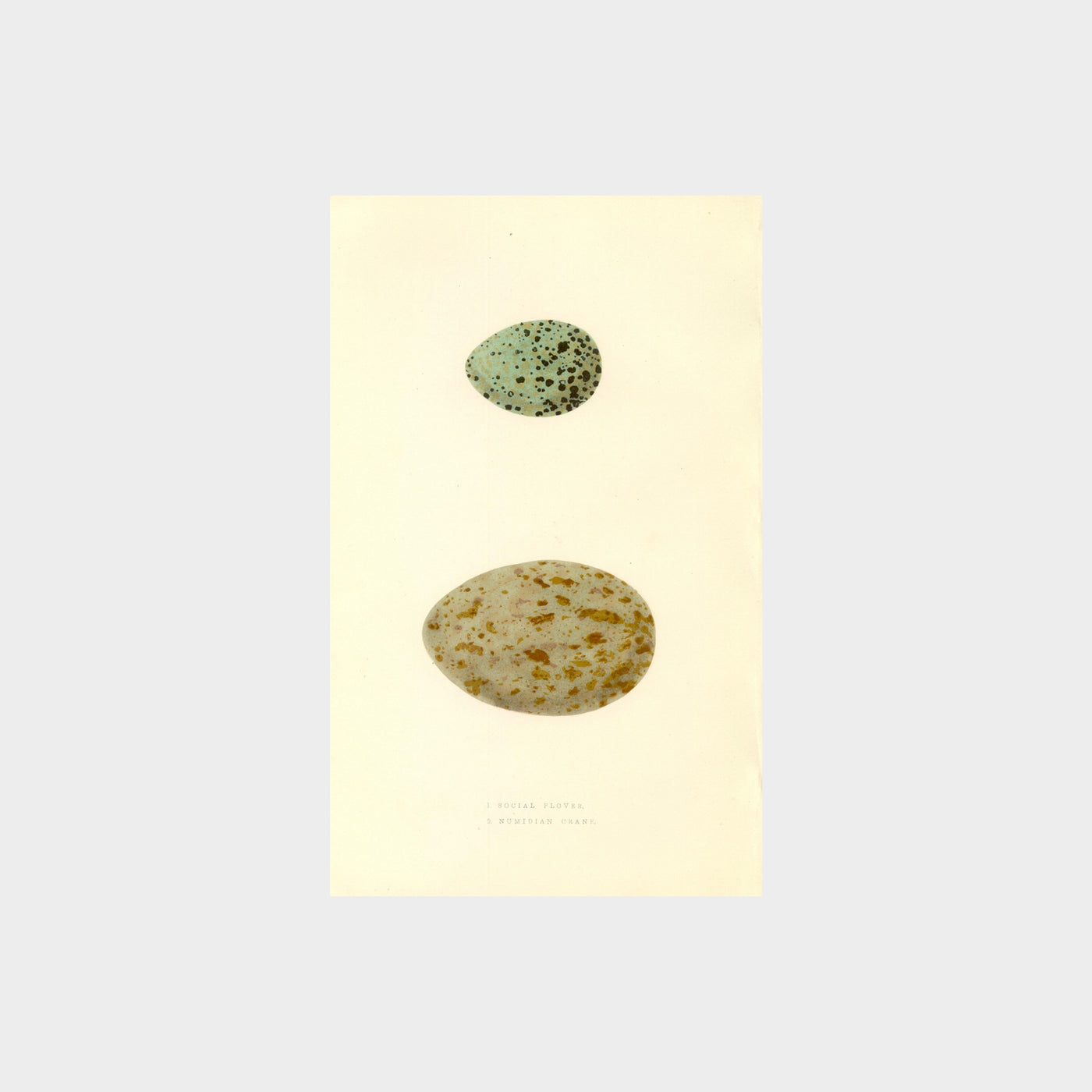 Eggs by Charles Robert Bree (1811-1886)