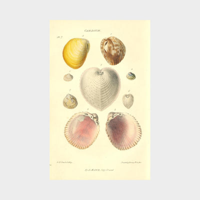 Shells by John Mawe (1764 - 1829)