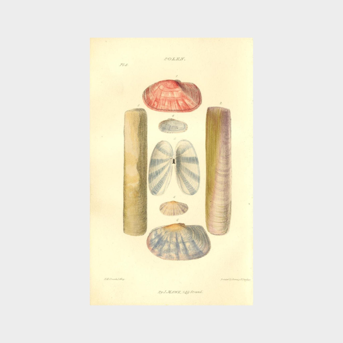 Shells by John Mawe (1764 - 1829)