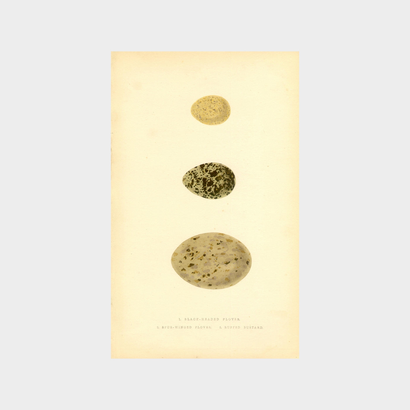 Eggs by Charles Robert Bree (1811-1886)